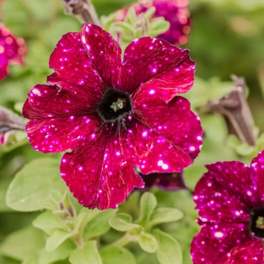 Petunia 'Galaxy Mix'