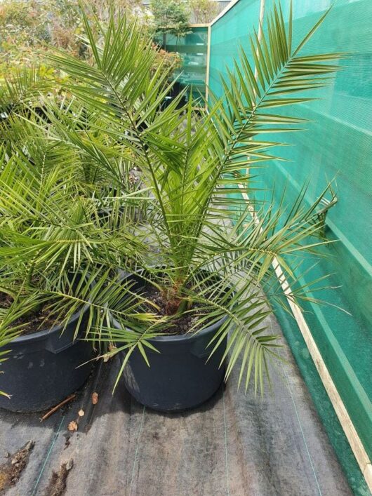 Phoenix 'Canary Island Date Palm' 24" Pot
