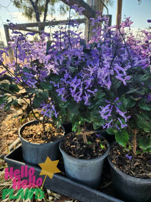 Three Plectranthus 'Mona Lavender' pots with vibrant purple blooms are showcased outdoors on a tray, featuring the "Hello Hello Plants" logo in the lower left corner.