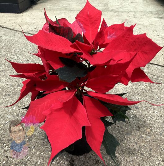 Euphorbia 'Poinsettia' Red 6" Pot