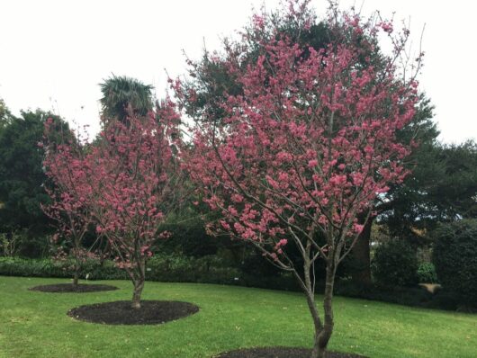 Prunus 'Formosan Cherry' 1.2m Standard 13" Pot