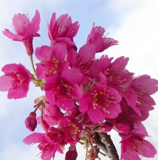 Close-up of Prunus 'Formosan Cherry' blossoms in vibrant pink against a light blue sky, highlighting their delicate beauty.