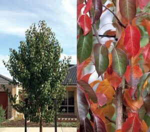 Left: A young Pyrus 'Edgewood' Ornamental Pear thriving in an urban setting, housed in a 13" pot. Right: Close-up of its leaves turning vibrant reds and oranges in autumn.