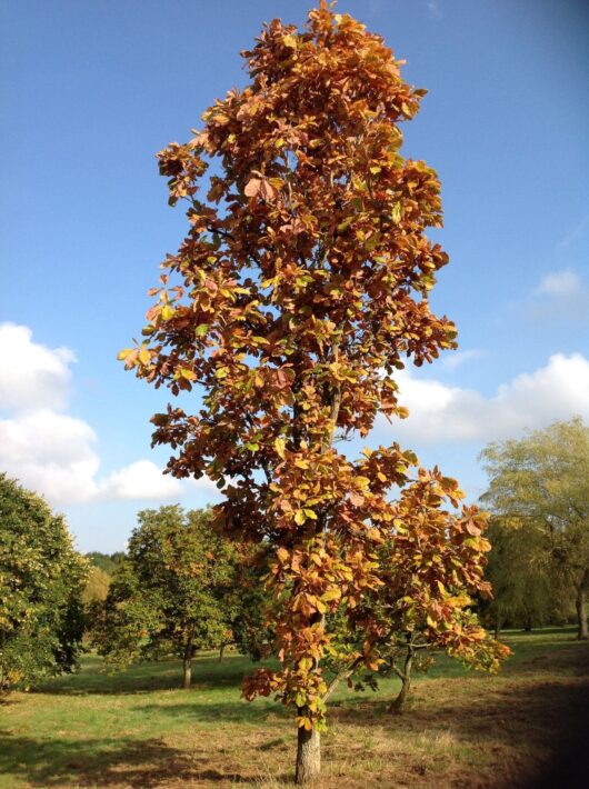 Quercus 'Daimyo Oak'