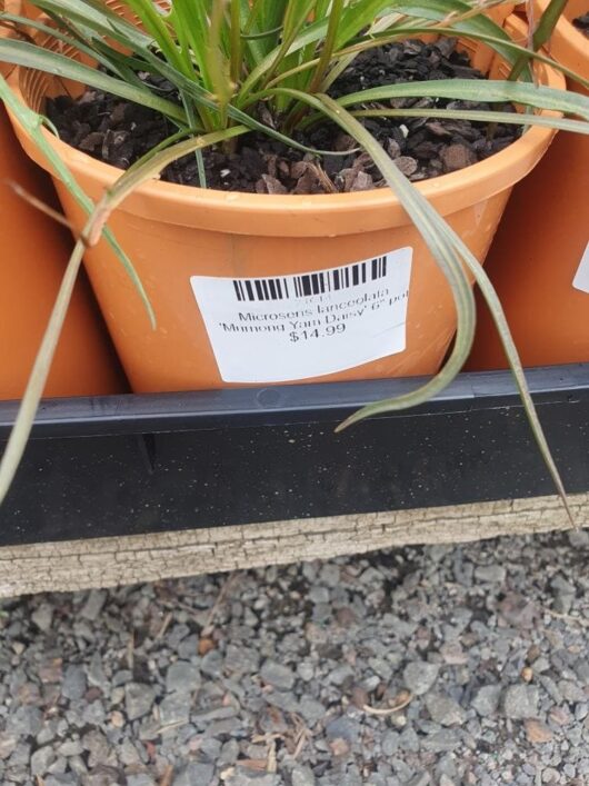 Microseris 'Murnong Yam Daisy' 6" Pot