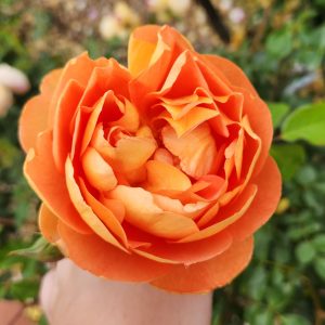 orange buff roses pat austin david austin