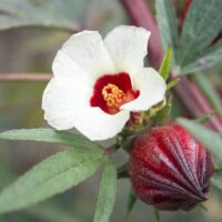 Hibiscus 'Rosella' Tucker Bush 6" Pot