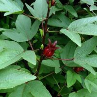 Hibiscus 'Rosella' Tucker Bush 6" Pot