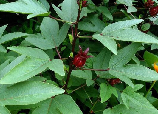 Hibiscus 'Rosella' Tucker Bush 6" Pot