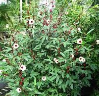 Hibiscus 'Rosella' Tucker Bush 6" Pot