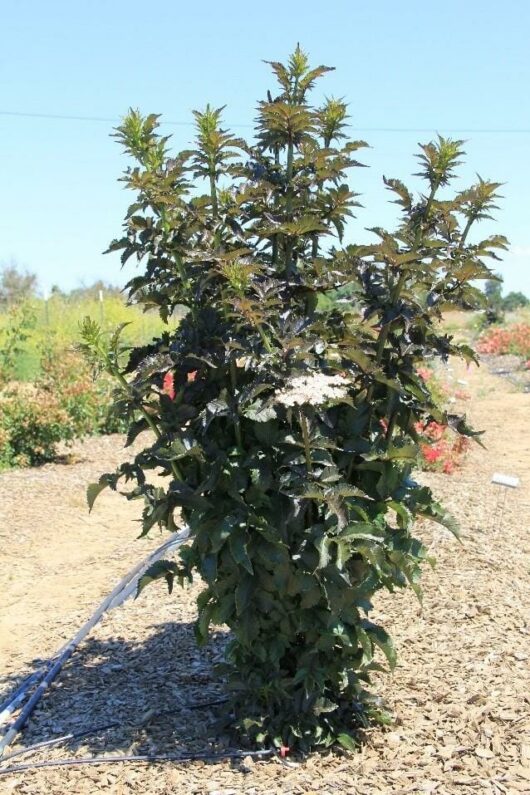 Sambucus 'Black Tower' 8" Pot