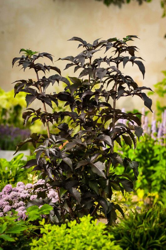 Sambucus 'Black Tower' 8" Pot