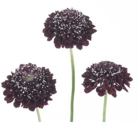 Scabiosa Scoop® 'Blackberry' Pincushion 6" Pot