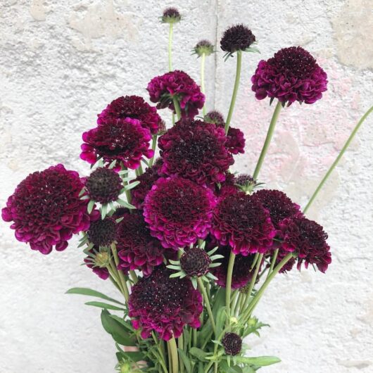 Scabiosa Scoop® 'Red Velvet' Pincushion 6" Pot