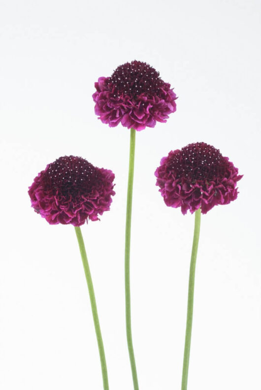 Scabiosa Scoop® 'Red Velvet' Pincushion 6" Pot