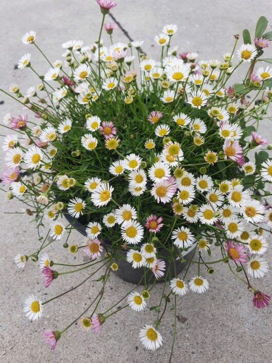Erigeron 'Seaside Daisy' 8" Pot