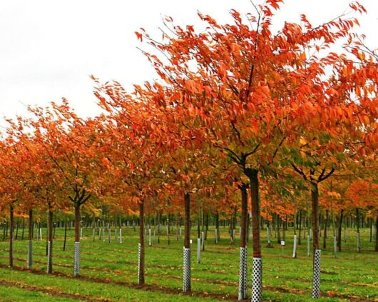 Prunus 'Shirofugen' Flowering Cherry Standard 1.2m 13" Pot