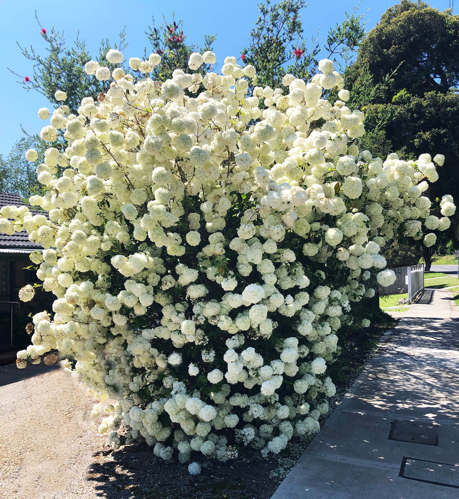 Snowball bush