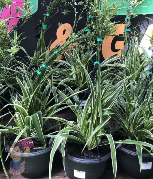 Chlorophytum 'Spider Plant' 6" Small Hanging Basket