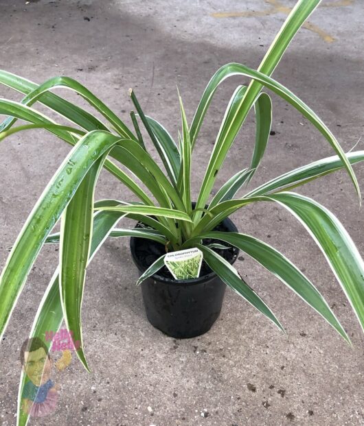 Chlorophytum 'Spider Plant' 6" Pot