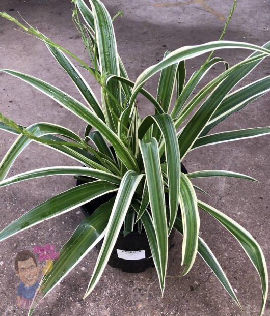 Chlorophytum 'Spider Plant' 8" Pot