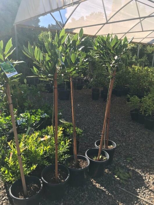 Laurus 'Bay Tree' 10" Pot (Standard)
