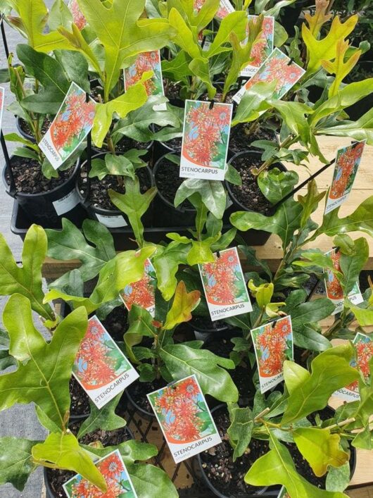 Stenocarpus 'Firewheel Tree' 6" Pot