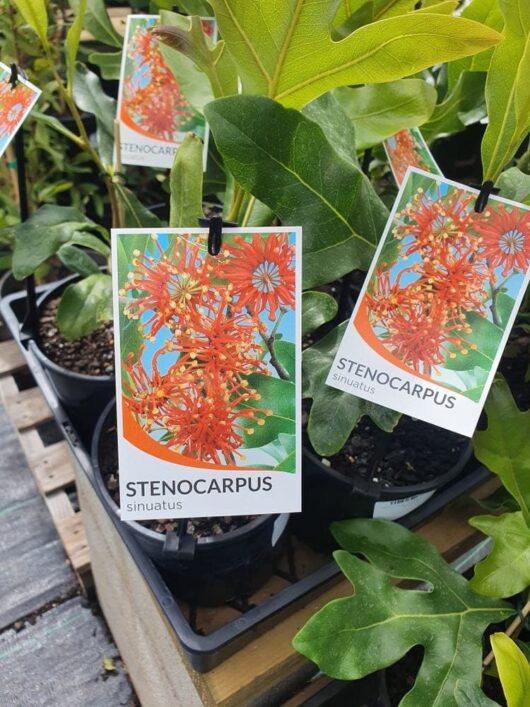 Stenocarpus 'Firewheel Tree' 6" Pot