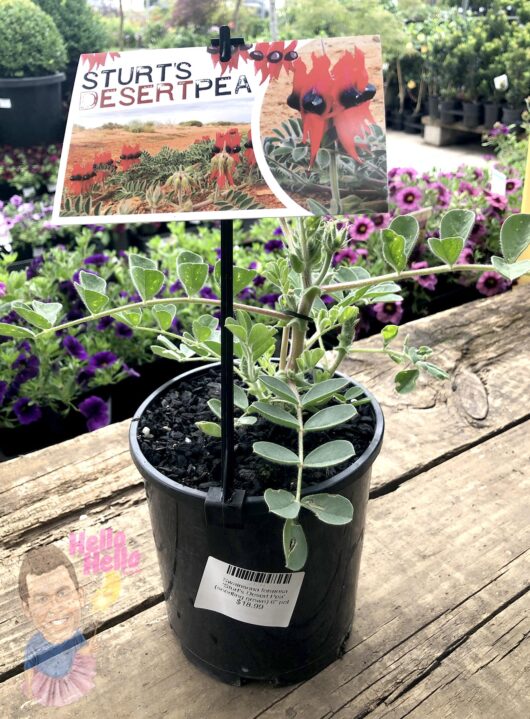 Swainsona 'Sturt's Desert Pea' 6" Pot