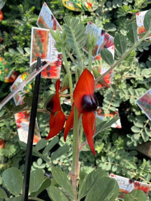 Swainsona formosa 'Sturt's Desert Pea' 2