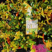 Syzygium 'Sunset Delight' Lilly Pilly