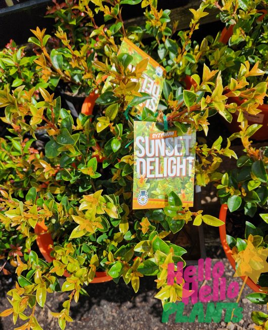 Syzygium 'Sunset Delight' Lilly Pilly