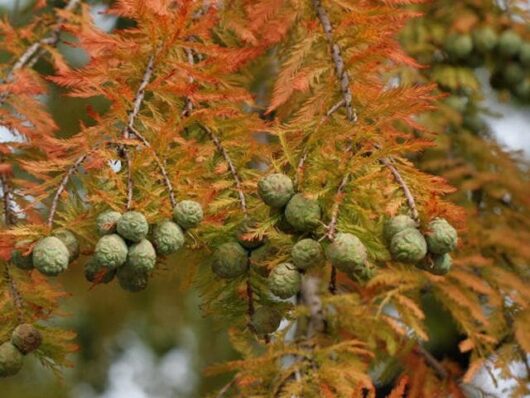 Taxodium 'Bald/Swamp Cypress'