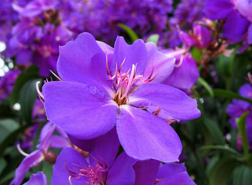 Princess Flower, Tibouchina urvilleana, Monrovia Plant