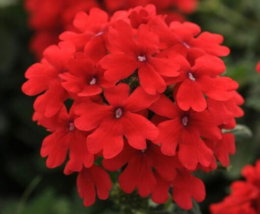 Verbena Cyrano™ 'Deep Red' 6" Pot