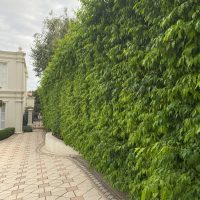 A tall, dense green hedge borders a paved walkway next to a white building, with cloudy skies overhead. Among the greenery, a Waterhousia 'Weeping Lilly Pilly' 20" Pot adds charm to the scene.