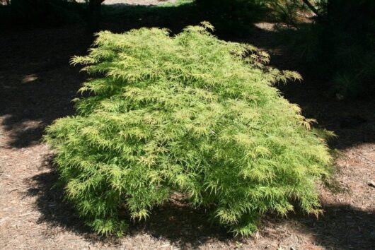 Acer 'Lemon Lime Lace' Japanese Maple 13'' Pot