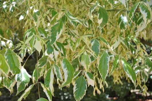 Acer 'Variegated Box Elder' Maple 12" Pot