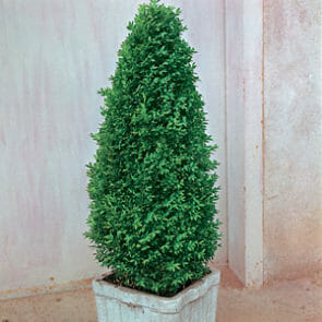 Buxus fastigiata 'Upright English Box' - Hello Hello Plants & Garden ...