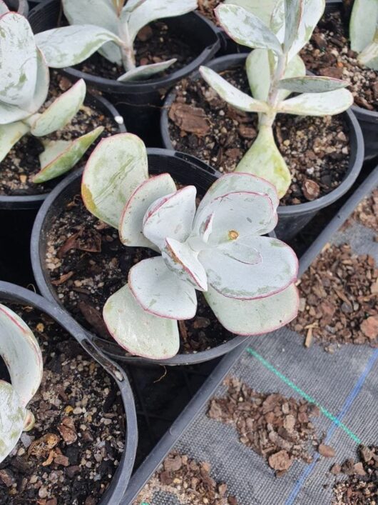 Cotyledon 'Pig's Ear' Succulent