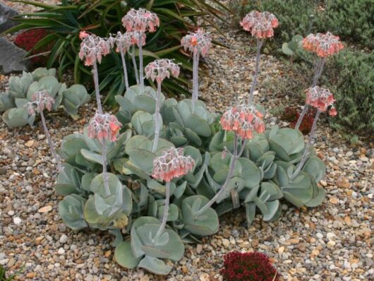 Cotyledon 'Pig's Ear' Succulent