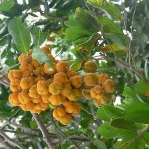 A 16" Tuckeroo Tree pot, featuring the Cupaniopsis species, is decorated with small orange-yellow fruits amid vibrant green leaves.