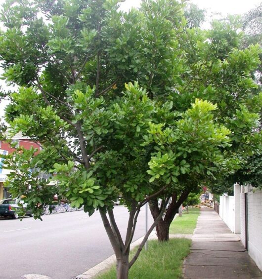 Cupaniopsis 'Tuckeroo Tree'