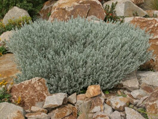 Eremophila 'Silver Spread' 6" Pot