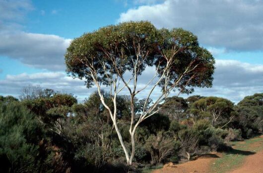 Eucalyptus albida 'White Leaved Mallee' 6" Pot