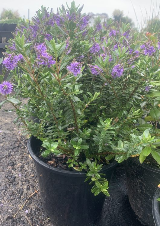 A potted Hebe 'Wiri Image' 8" Pot with green foliage and purple flowers, possibly Wiri Image hebe, with water droplets on the leaves.