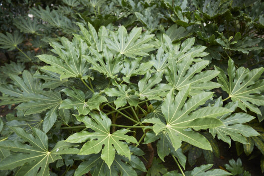 Japanese Aralia Fatsia japonica foliage