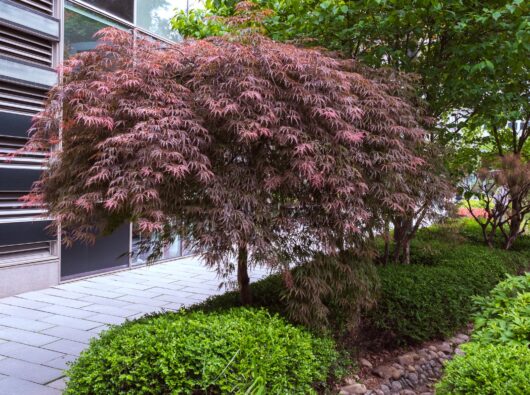 Acer 'Atropurpureum' Weeping Japanese Maple 100L Pot