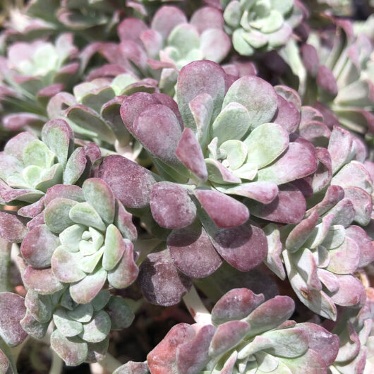 Sedum 'Purple Fairy Cushion'