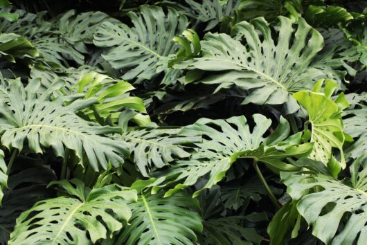 monstera deliciosa fruit salad plant